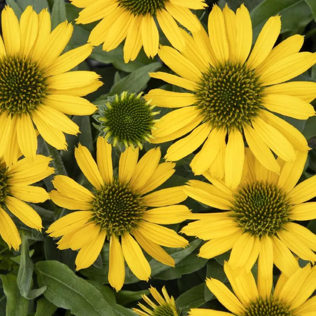 Echinacea 'Kismet Yellow'