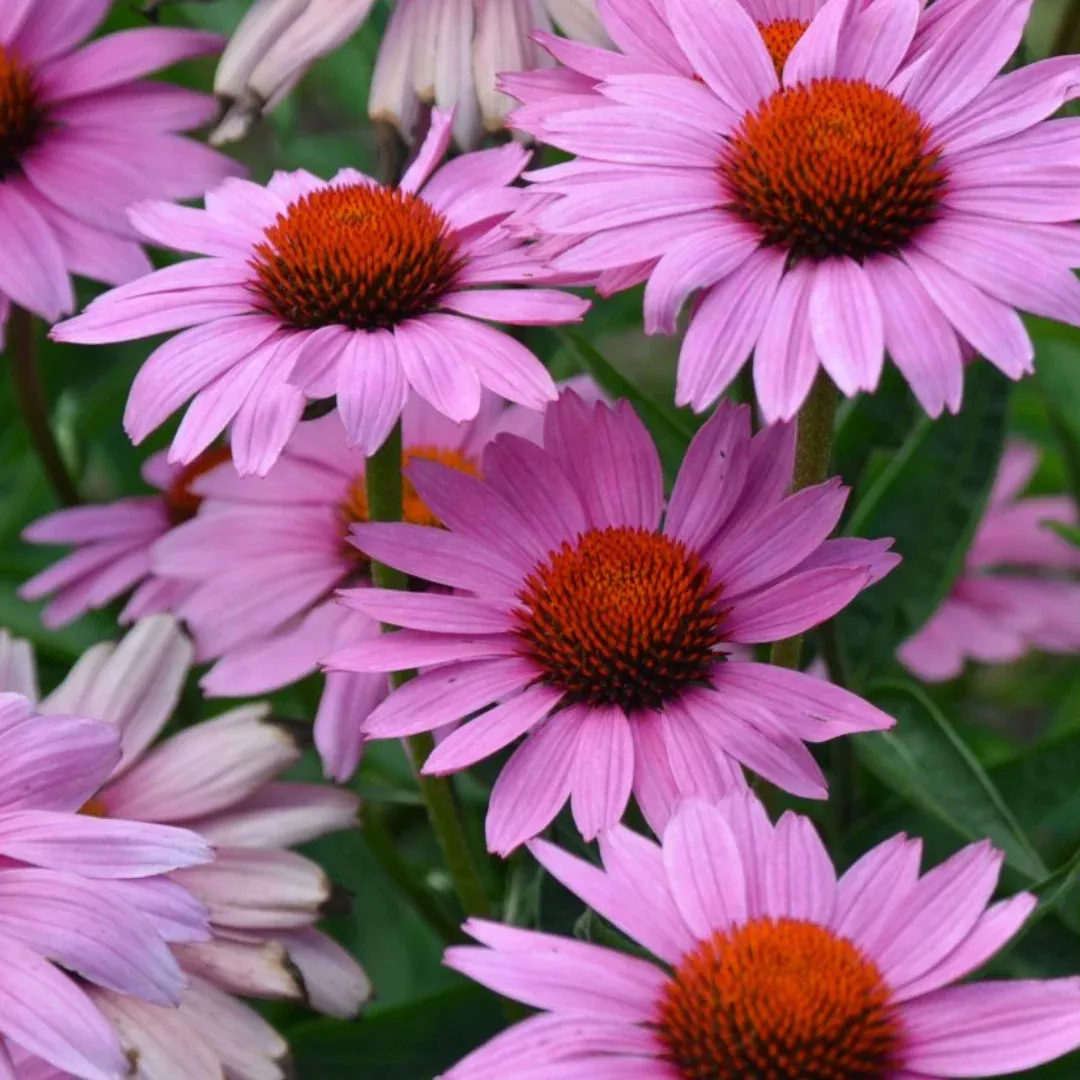 Echinacea 'Magnus Superior'