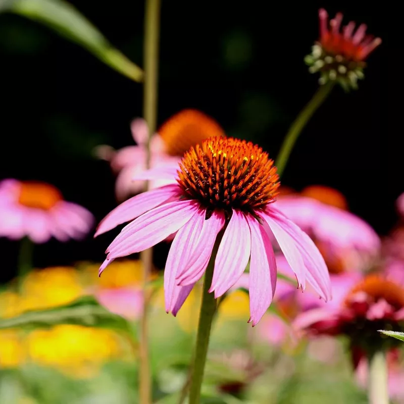 Echinacea 'Magnus'