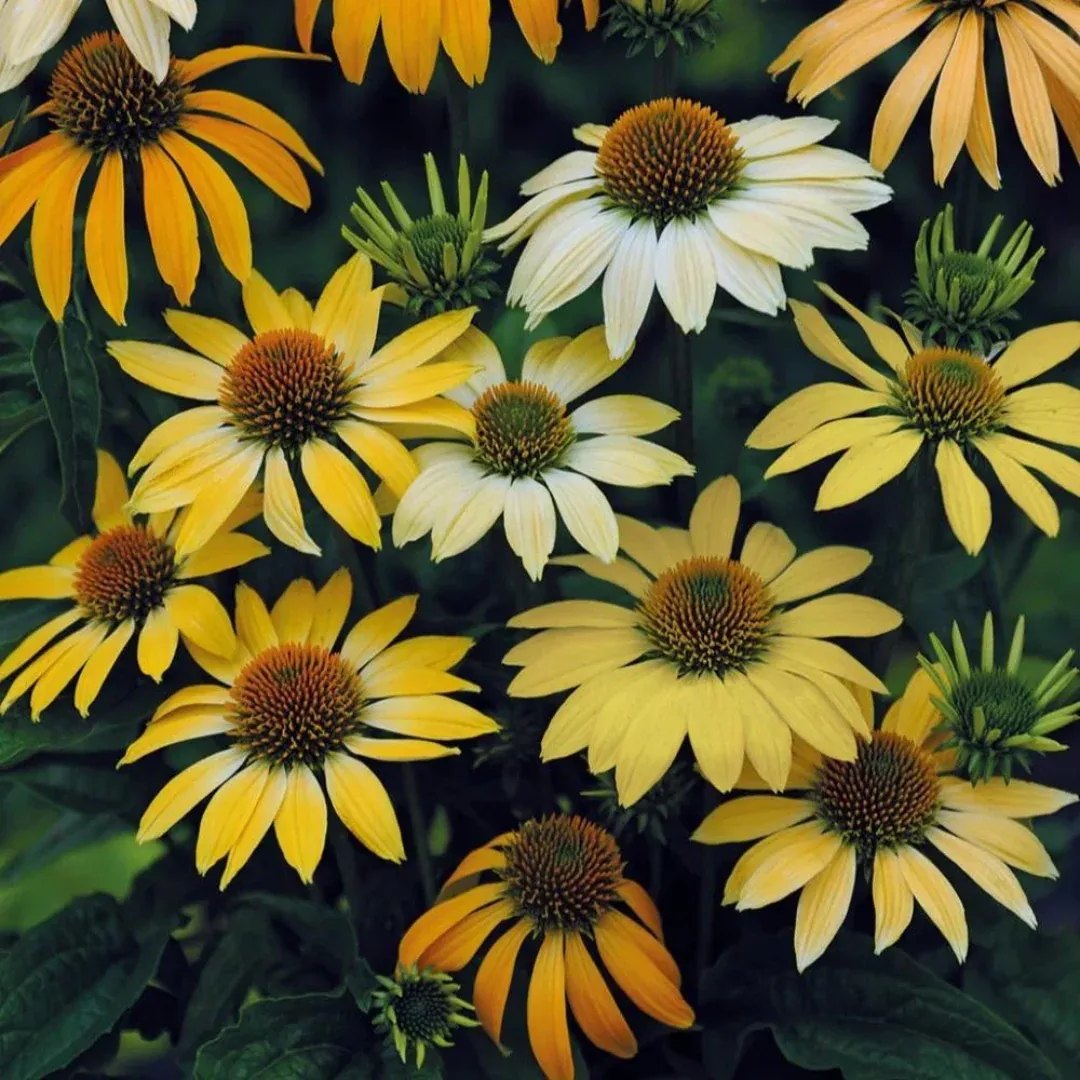 Echinacea 'Mellow Yellows'