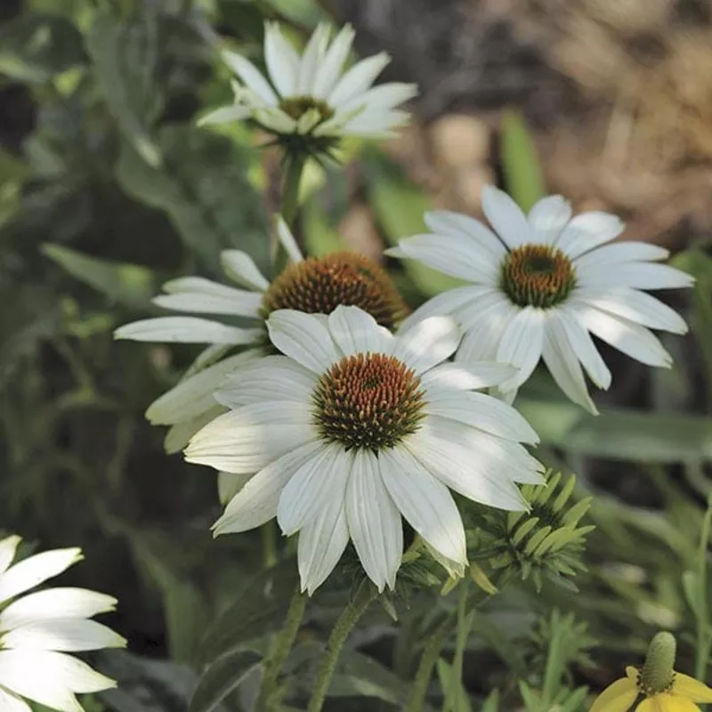 Echinacea 'PowWow White'
