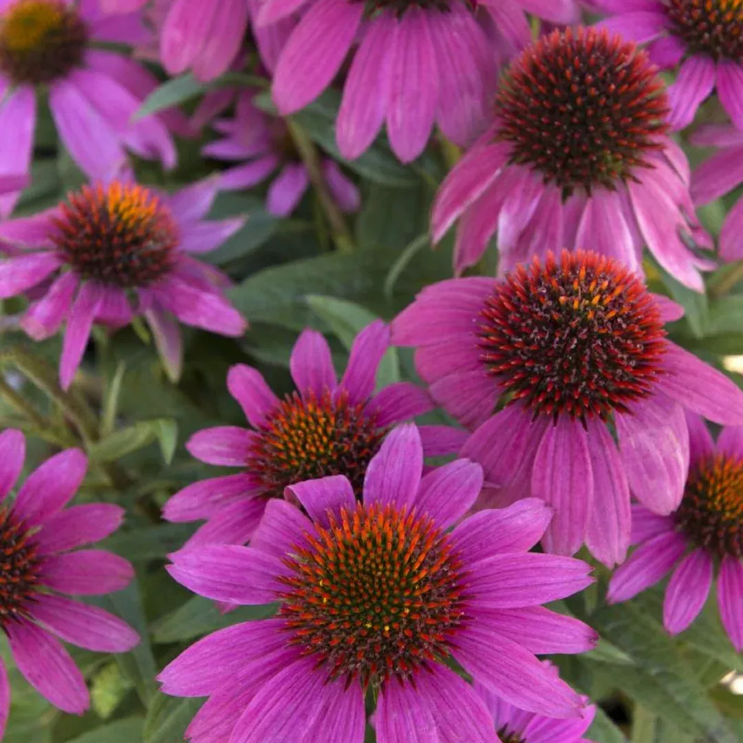 Echinacea 'PowWow Wildberry'