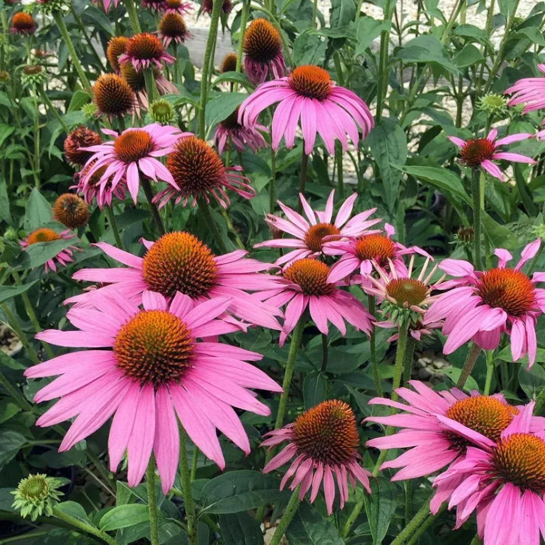 Echinacea 'Prairie Splendor Compact Rose'