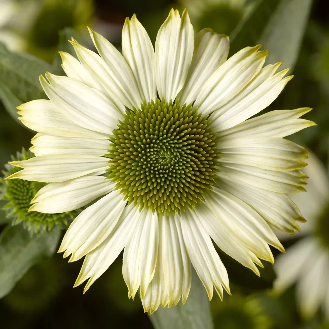 Echinacea 'Prairie Splendor Compact White'