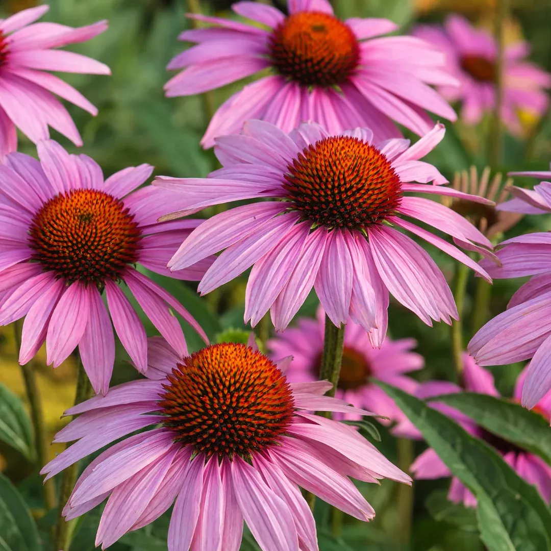 Echinacea purpurea