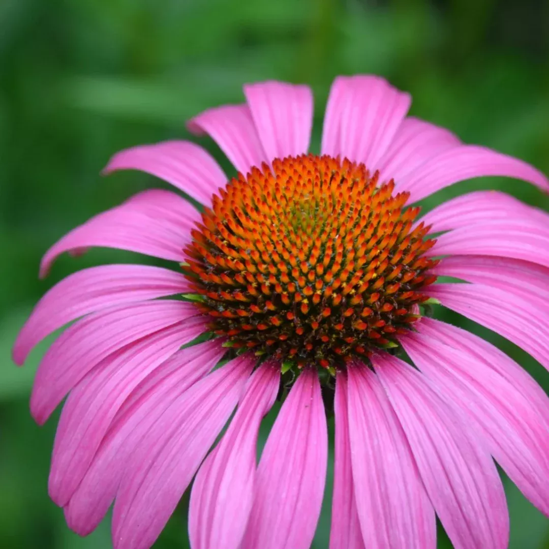 Echinacea 'Ruby Star'