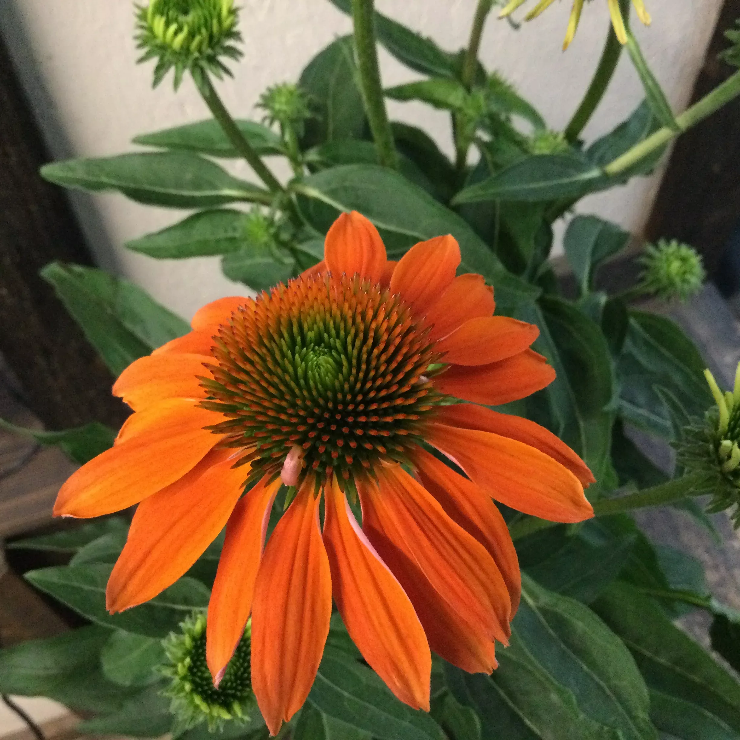 Echinacea 'Sombrero Adobe Orange'