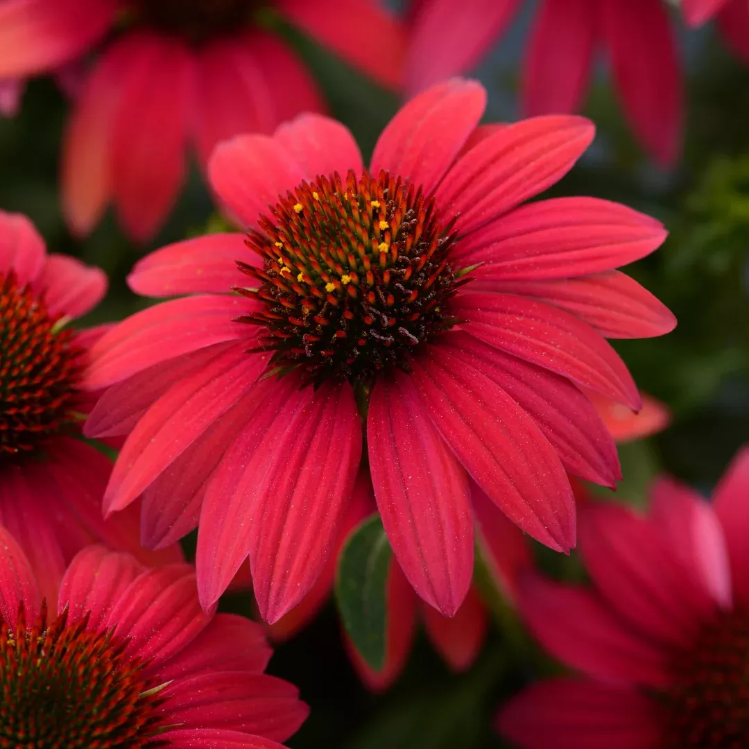 Echinacea 'Sombrero Baja Burgundy'