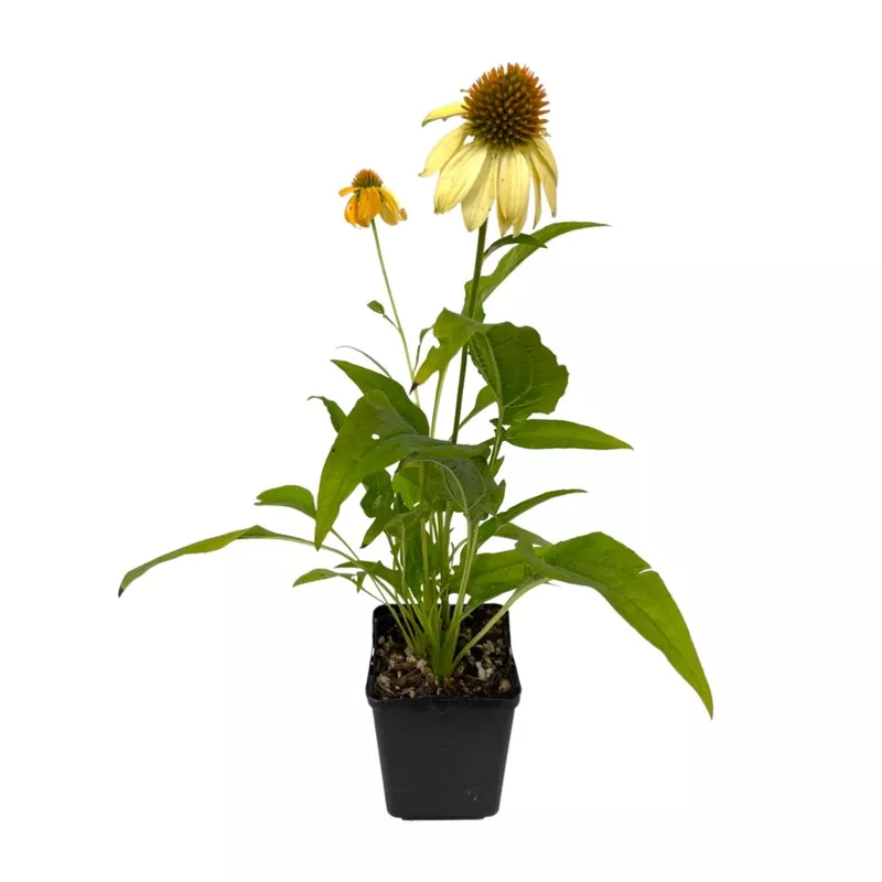 Echinacea 'Sombrero Granada Gold'