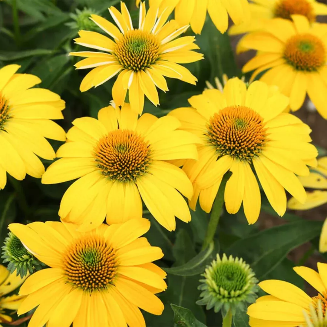 Echinacea 'Sombrero Lemon Yellow Improved'