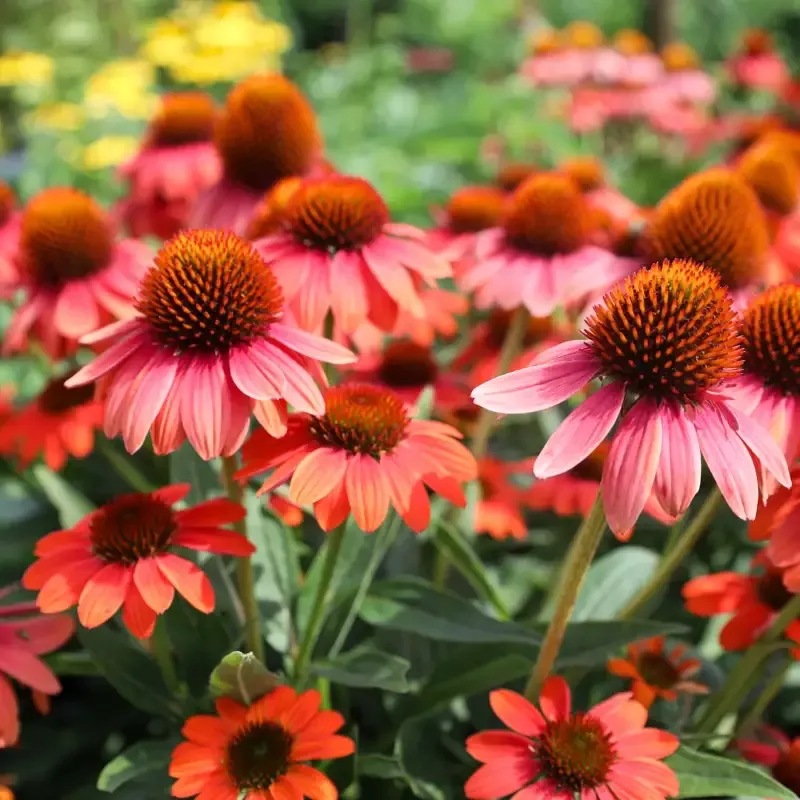 Echinacea 'Sombrero Poco Hot Coral'