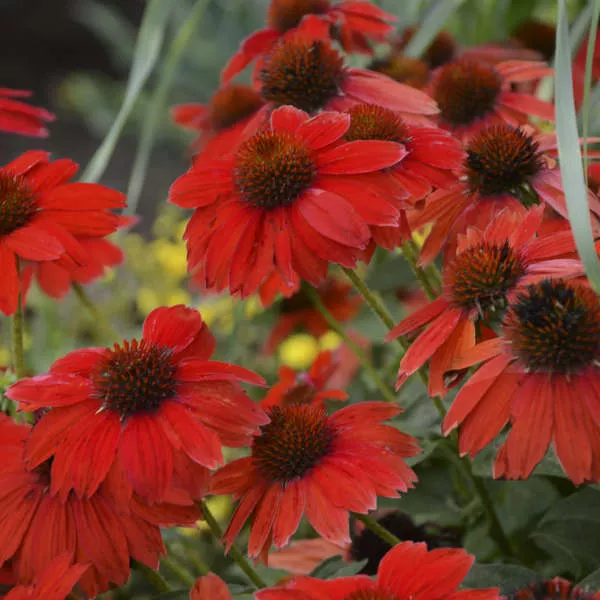 Echinacea Sombrero Salsa Red #1