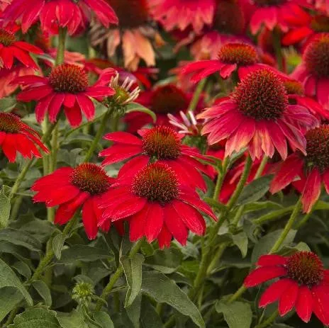 Echinacea 'Sombrero Salsa Red'