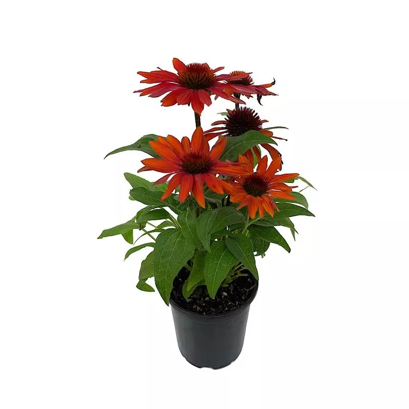 Echinacea ‘Sombrero Sangrita’