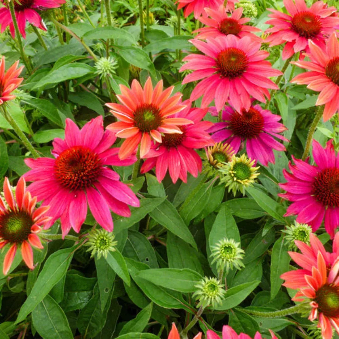 Echinacea 'Sombrero Tres Amigo'