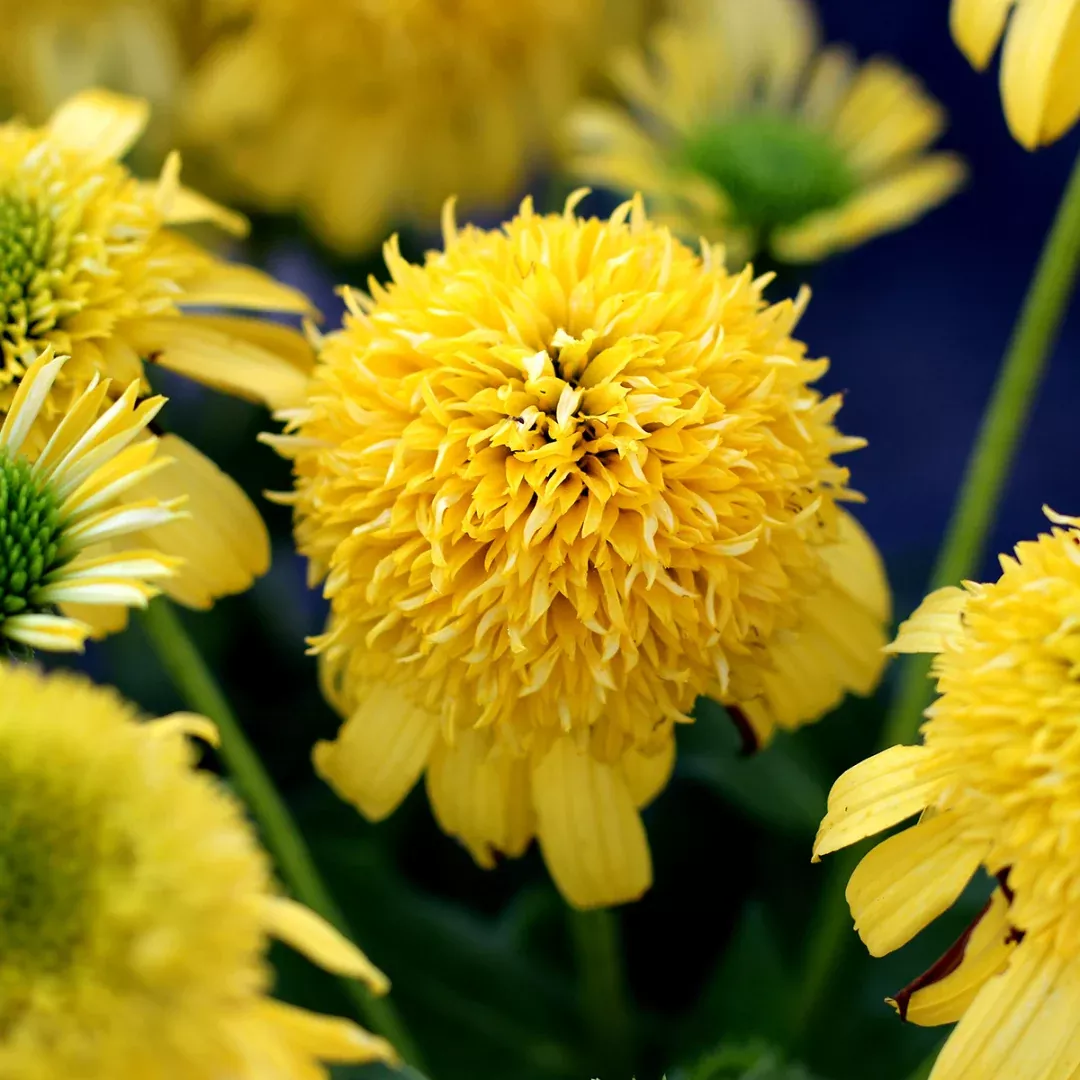 Echinacea 'Sunny Days Lemon'