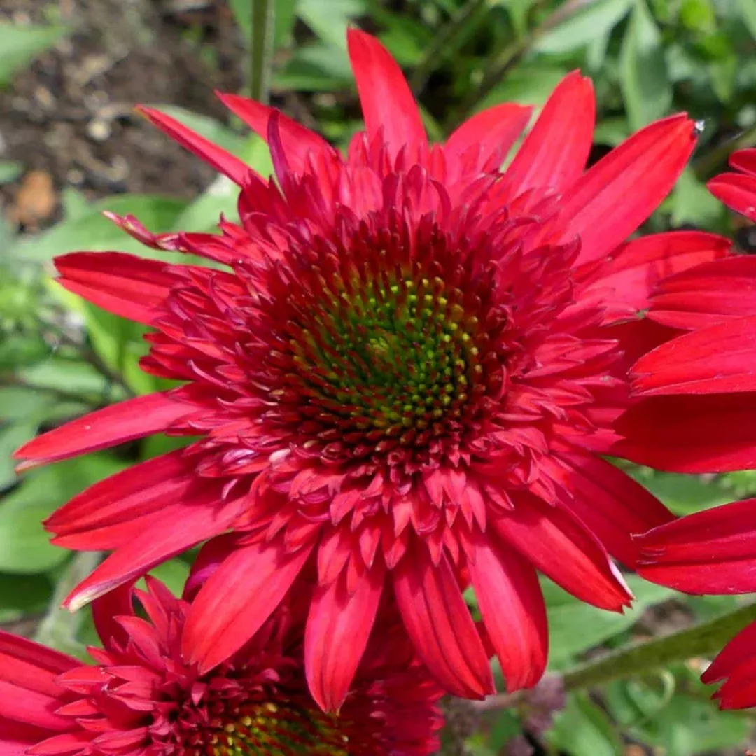 Echinacea 'Sunny Days Ruby'