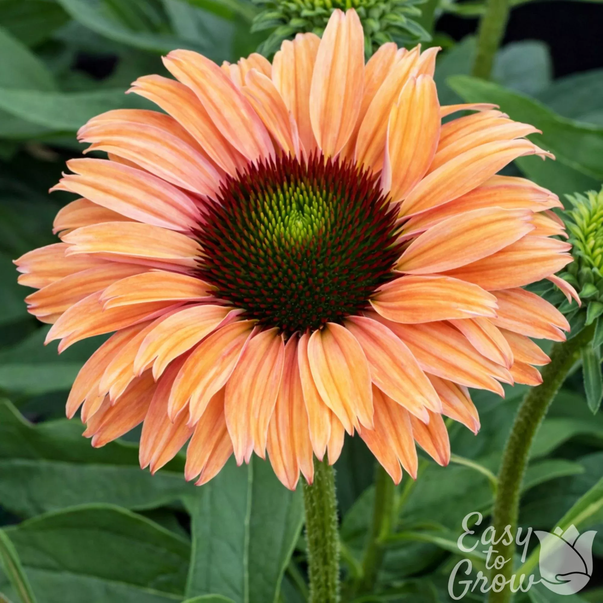Echinacea - SunSeekers Rainbow Potted Plant 2 Pack