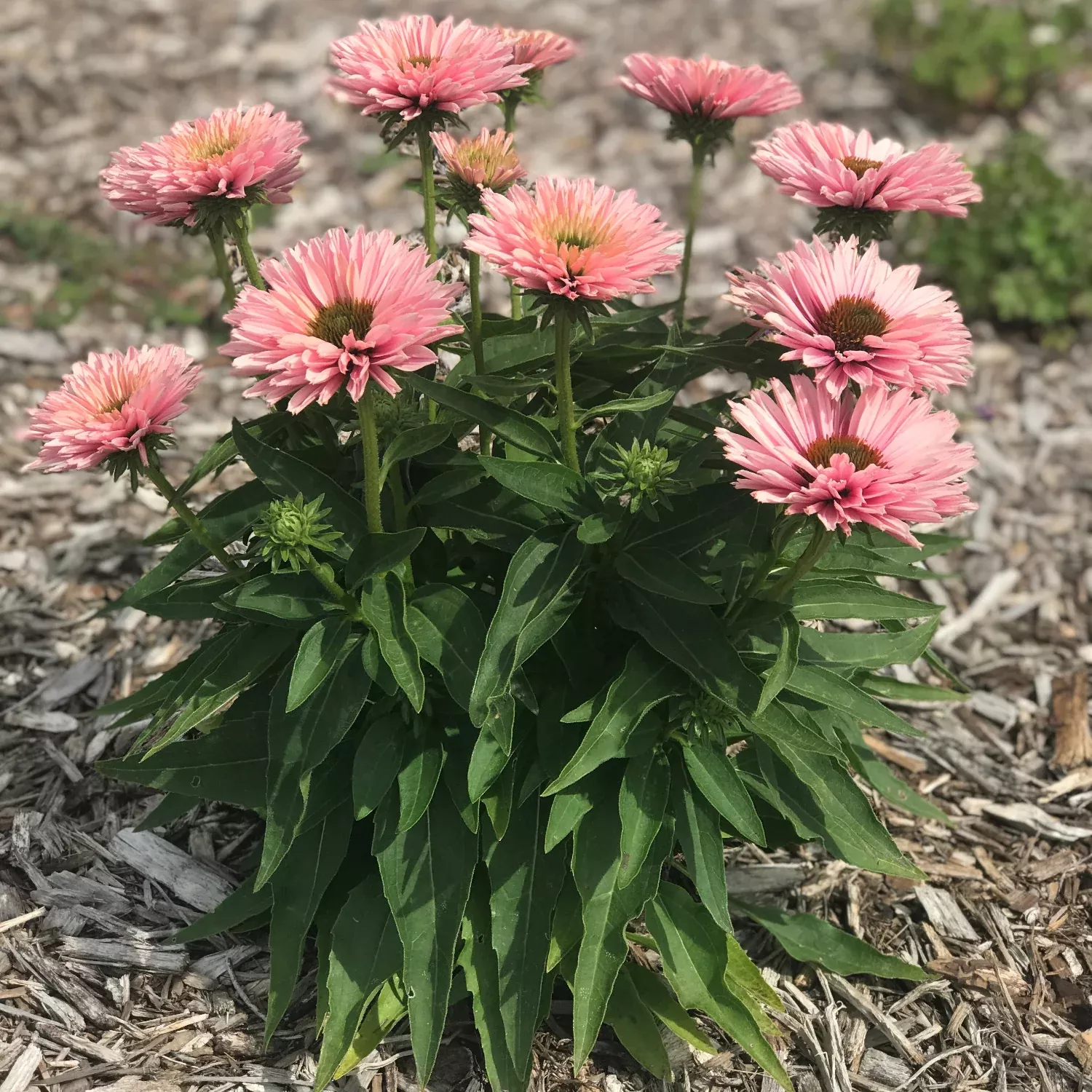 Echinacea SunSeekers Salmon 2 Pack