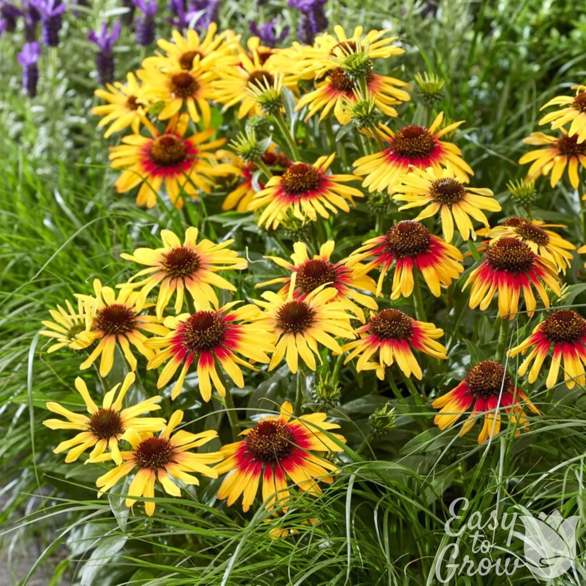 Echinacea - SunSeekers Tequila Sunrise Potted Plant 2 Pack