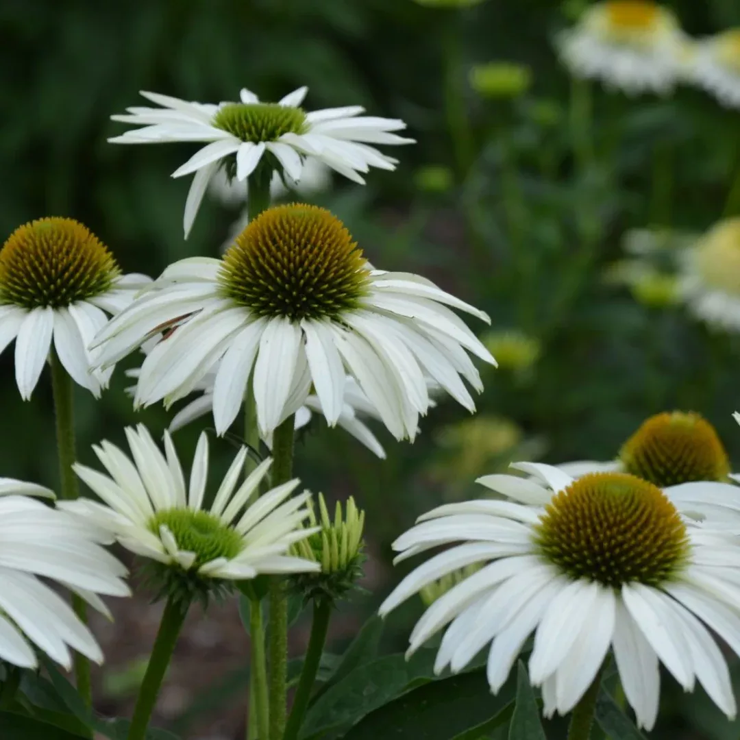 Echinacea White Swan