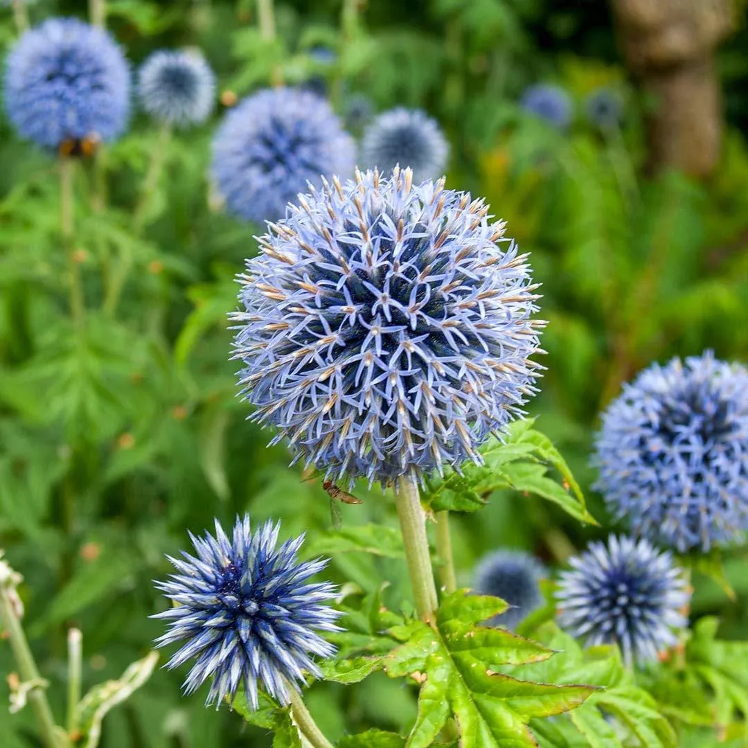 Echinops 'Blue Glow'