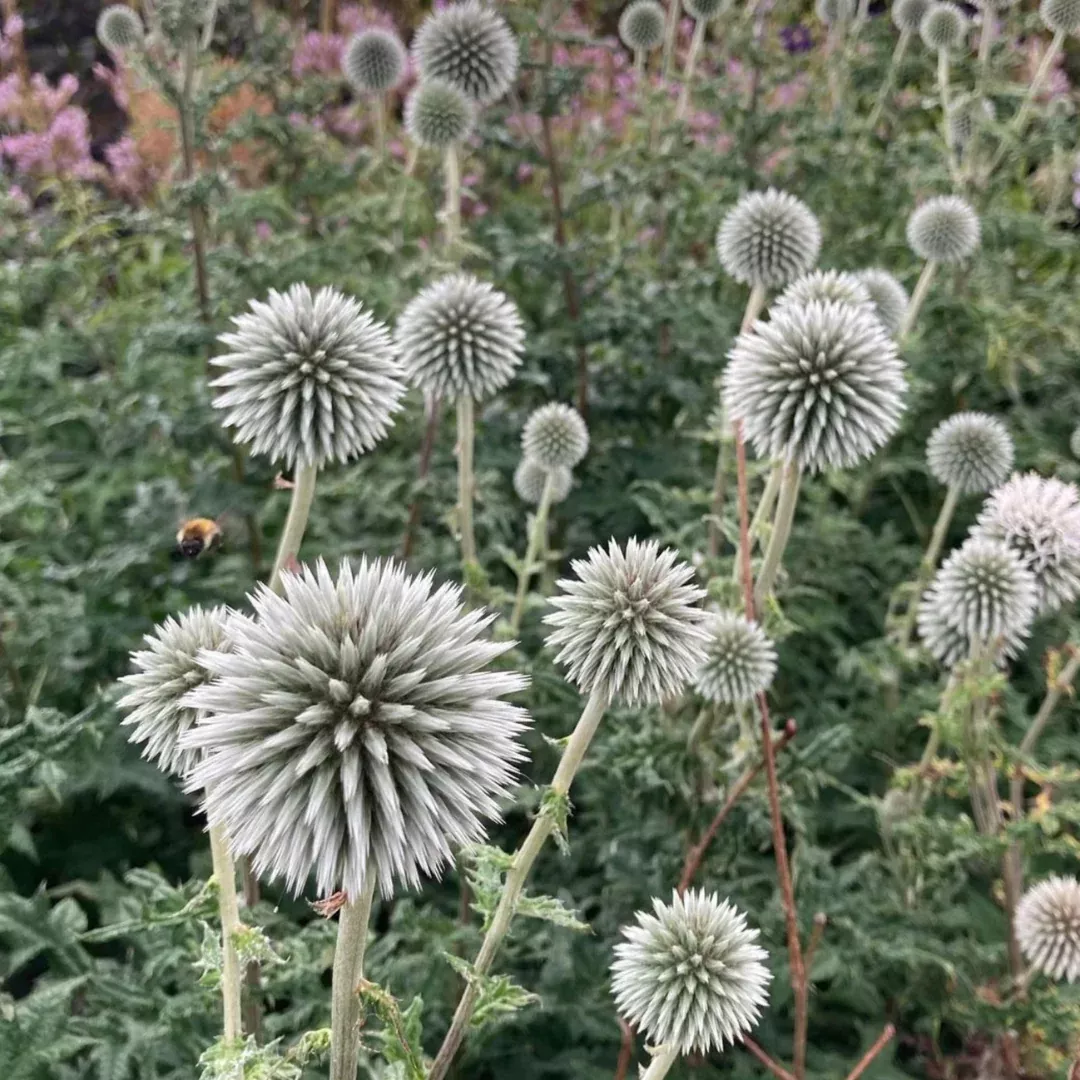 Echinops 'Star Frost'