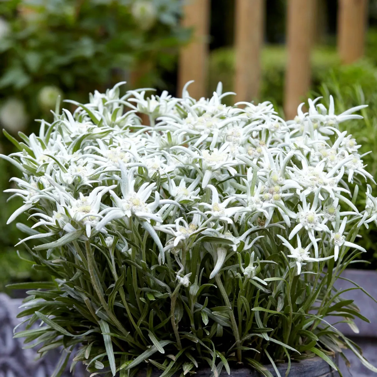 Edelweiss - Blossom of the Snow Potted Plant 2 Pack