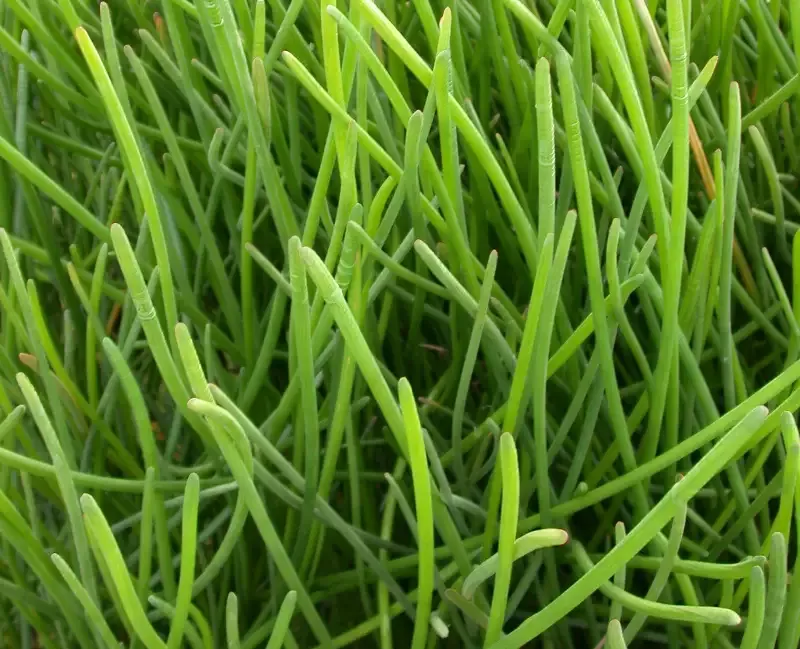 Eleocharis tuberosa "Water Chestnut"