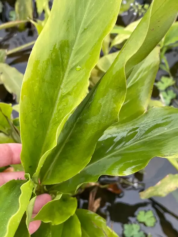 Elettaria cardamonum "Smell-Me-Plant"