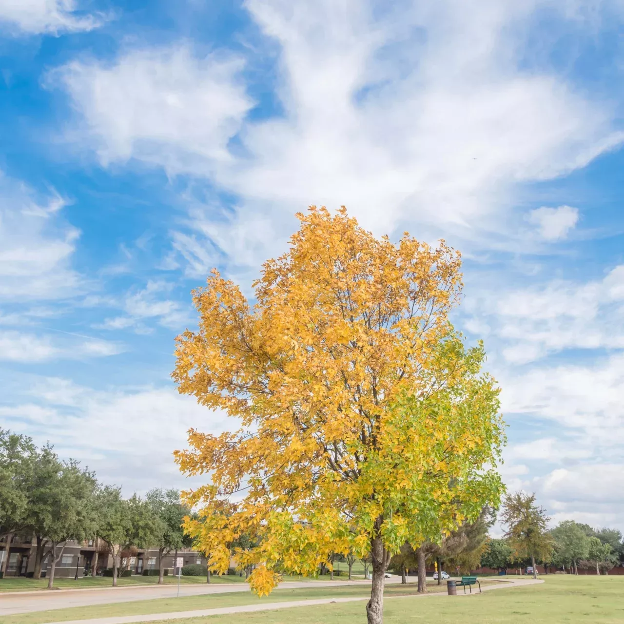 Elm Tree