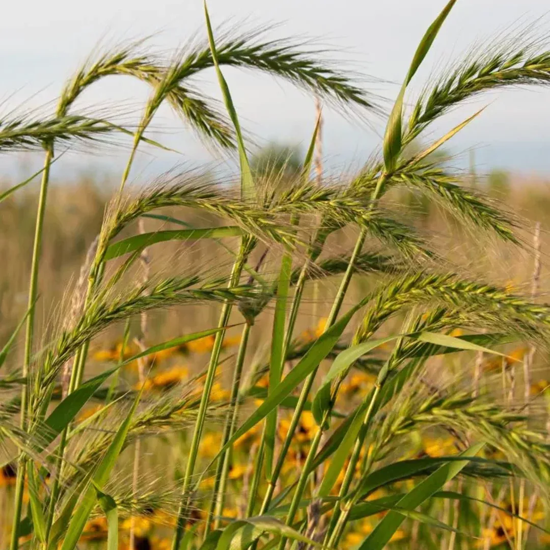 Elymus canadensis