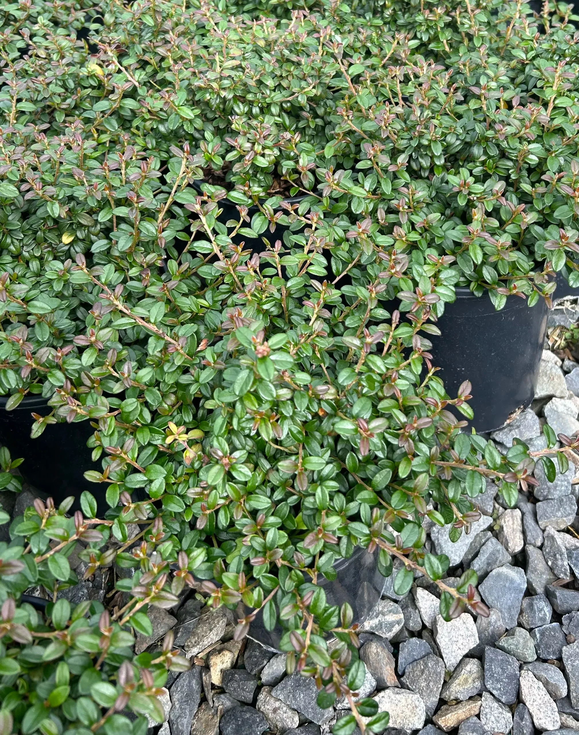 Emerald Beauty™ Cotoneaster