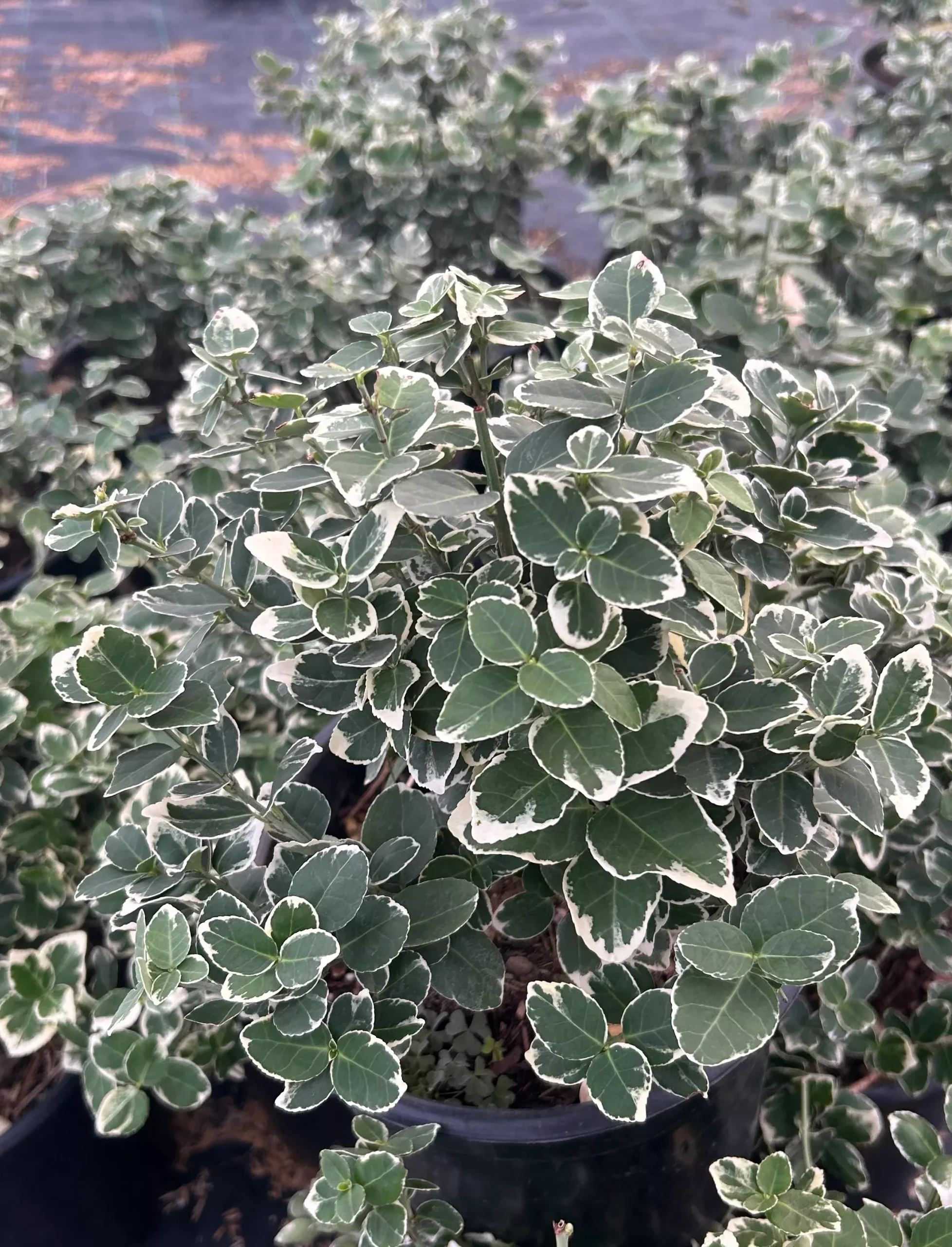 Emerald Gaiety Big Leaf Euonymus