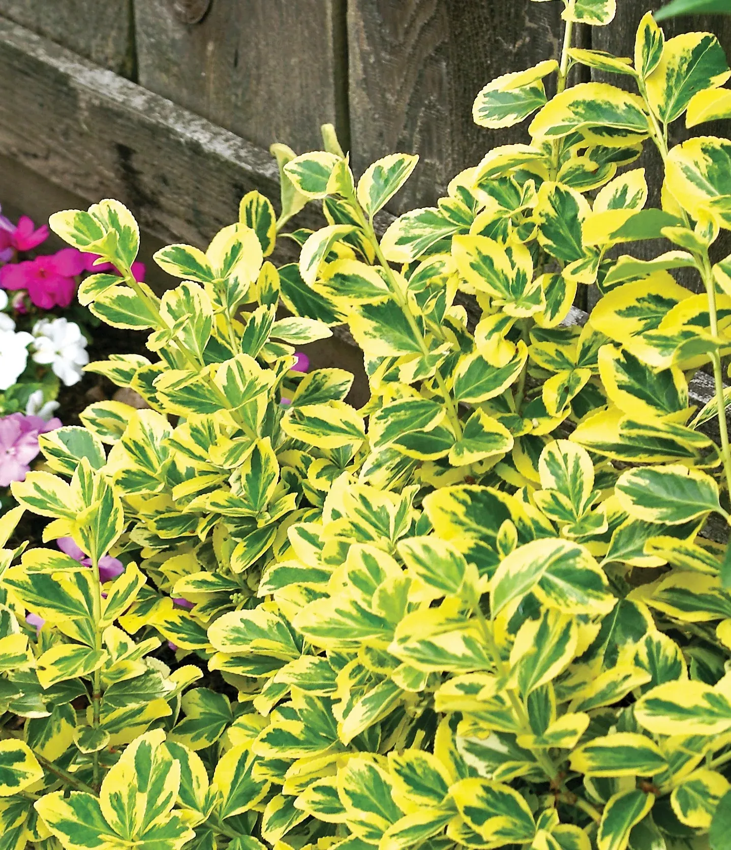 Emerald n' Gold Euonymus