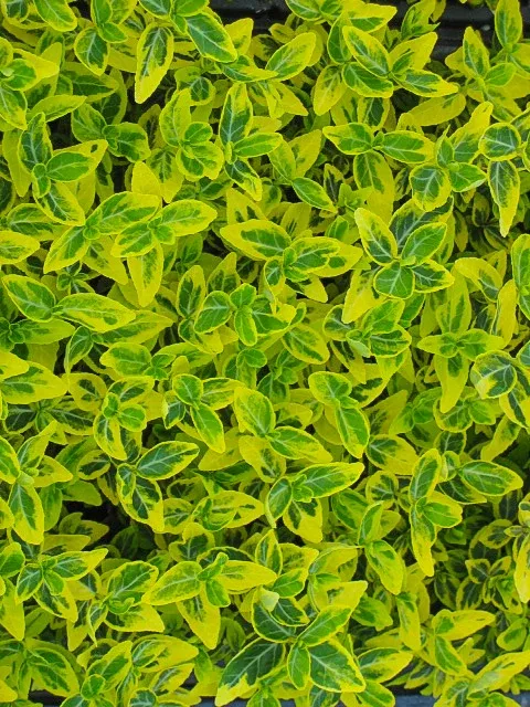 'Emerald 'n Gold' Variegated Winter Creeper
