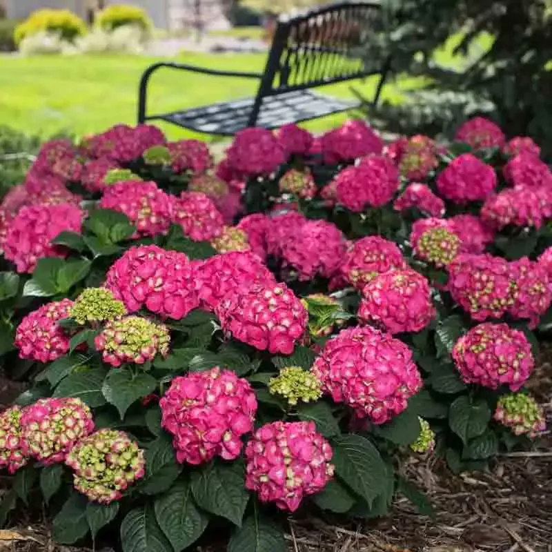 Endless Summer Summer Crush Bigleaf Hydrangea