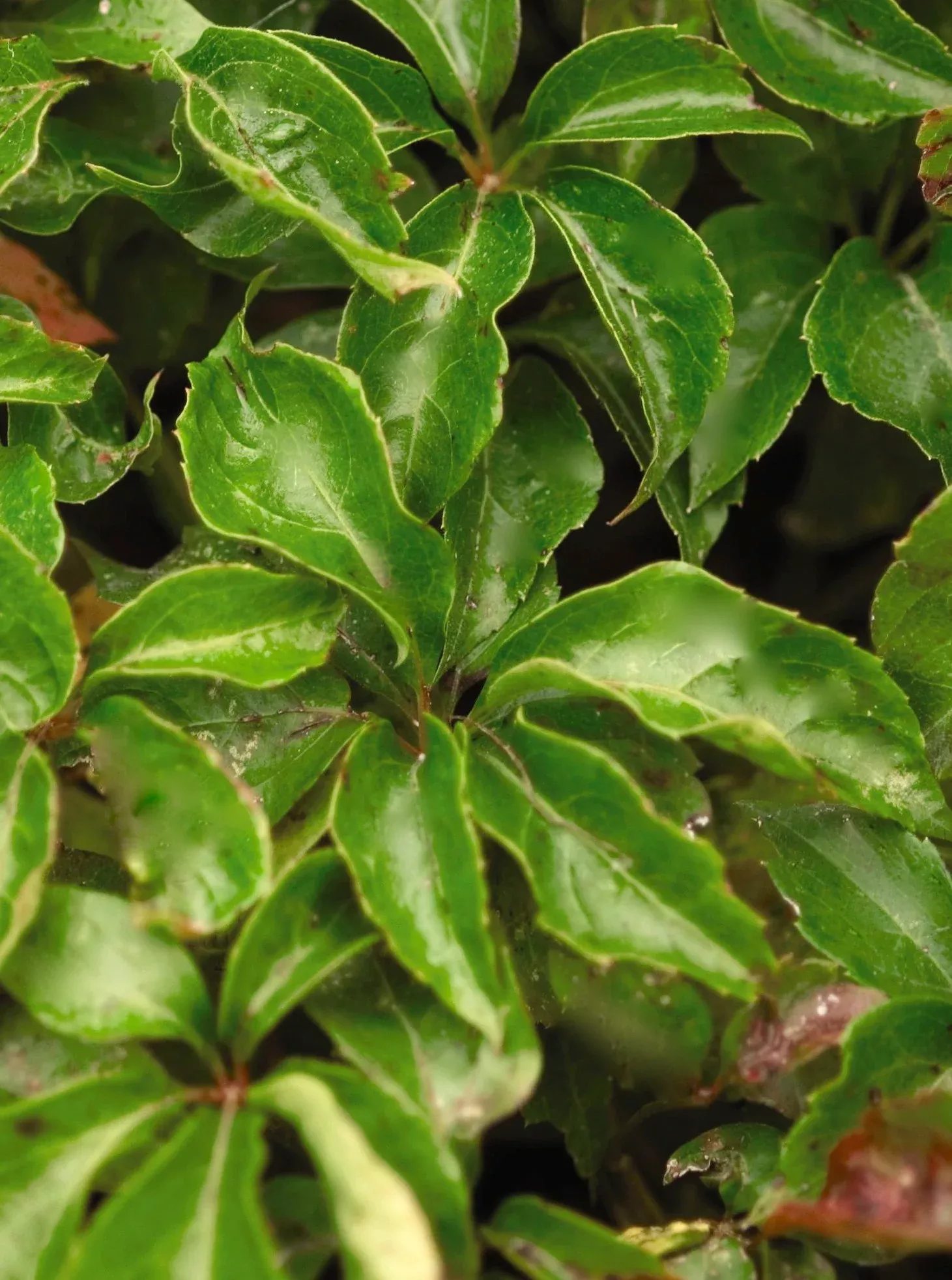 Engelman's Ivy