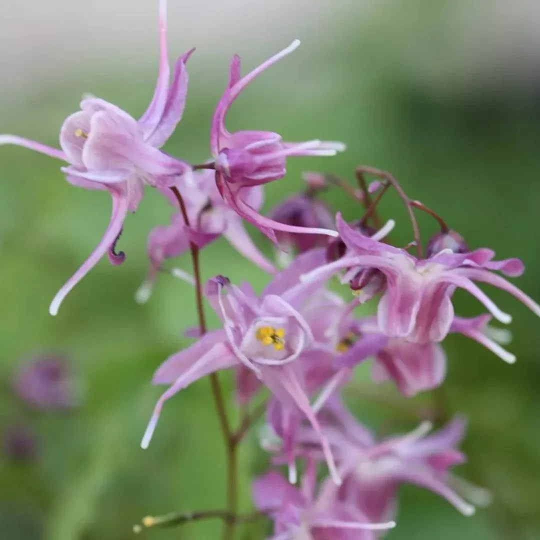 Epimedium 'Lilafee'