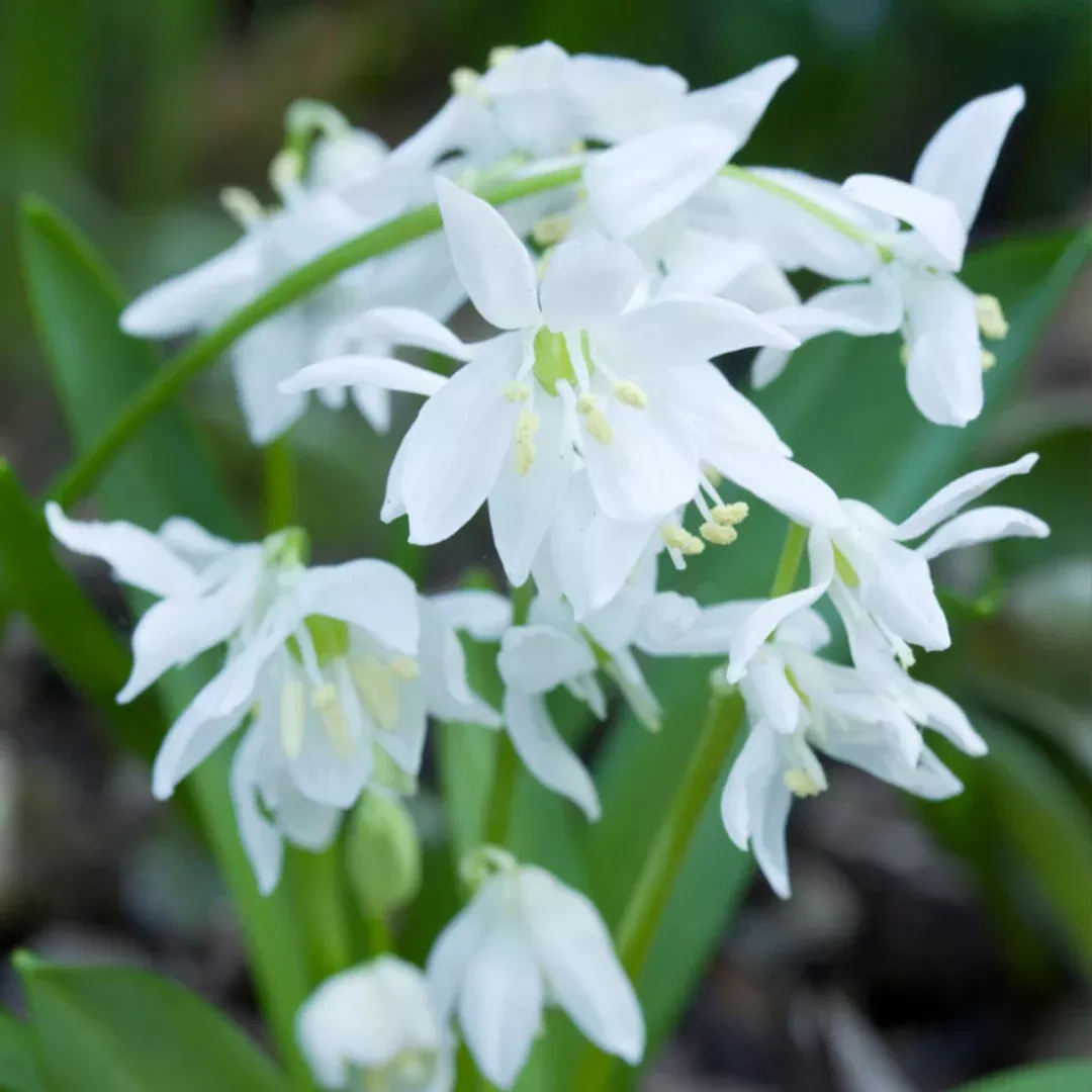 Epimedium 'Niveum'