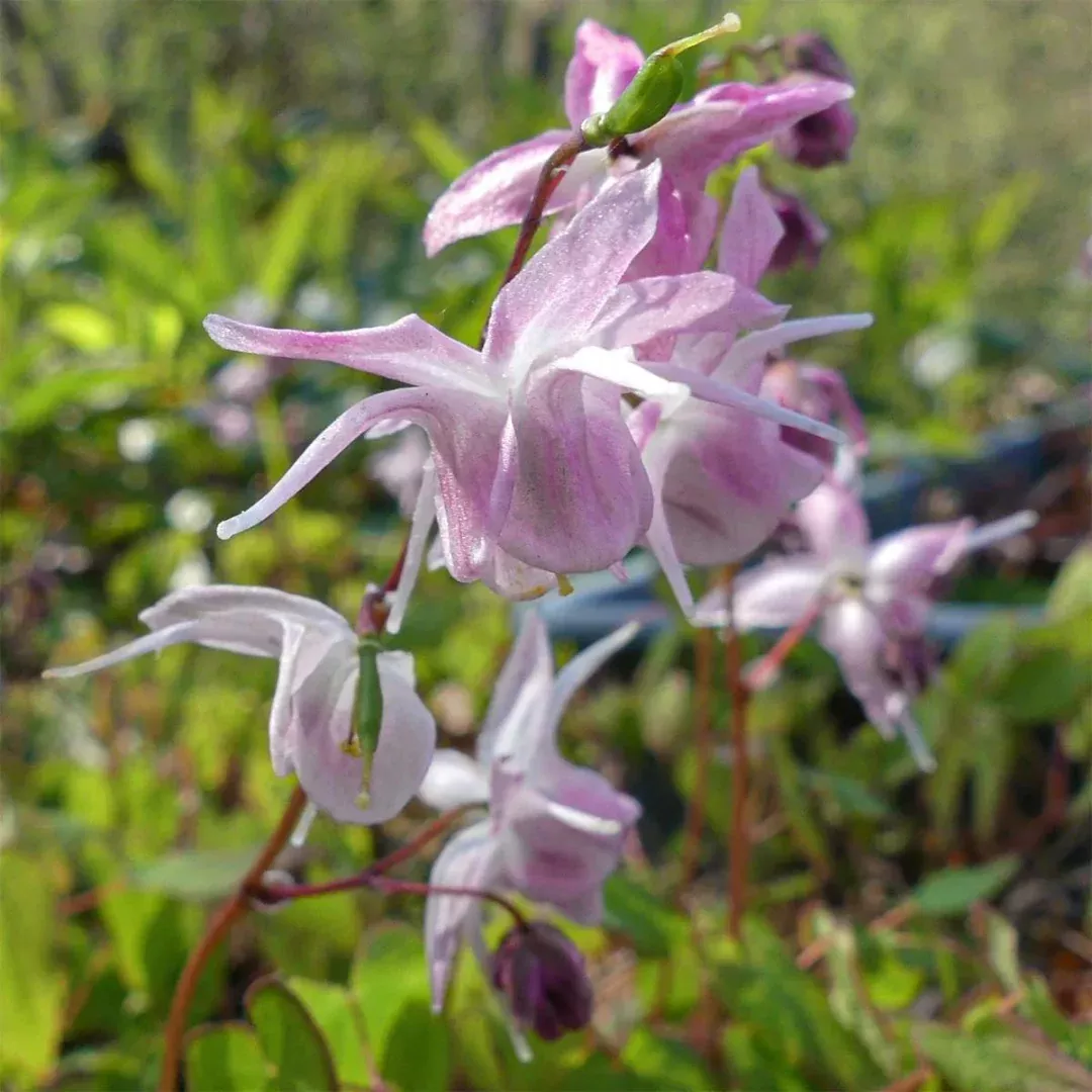 Epimedium 'Roseum'