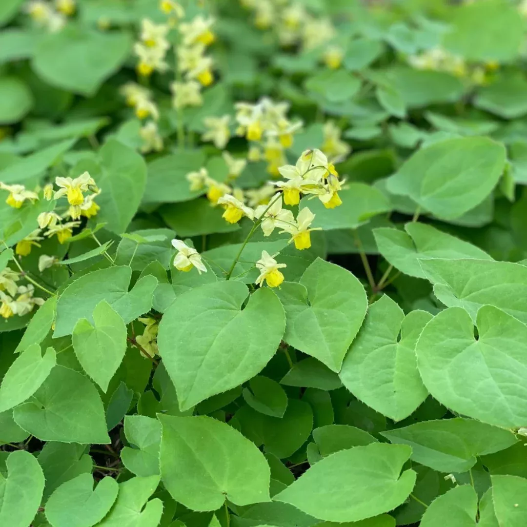 Epimedium 'Sulphureum'