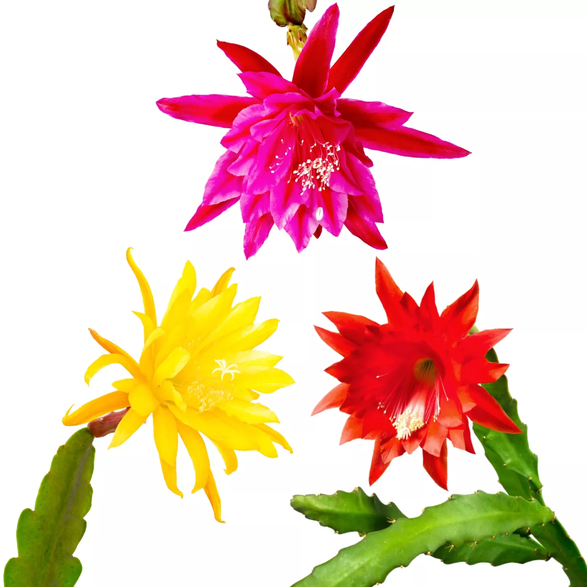 Epiphyllum - Orchid Cactus Mix 2 Pack
