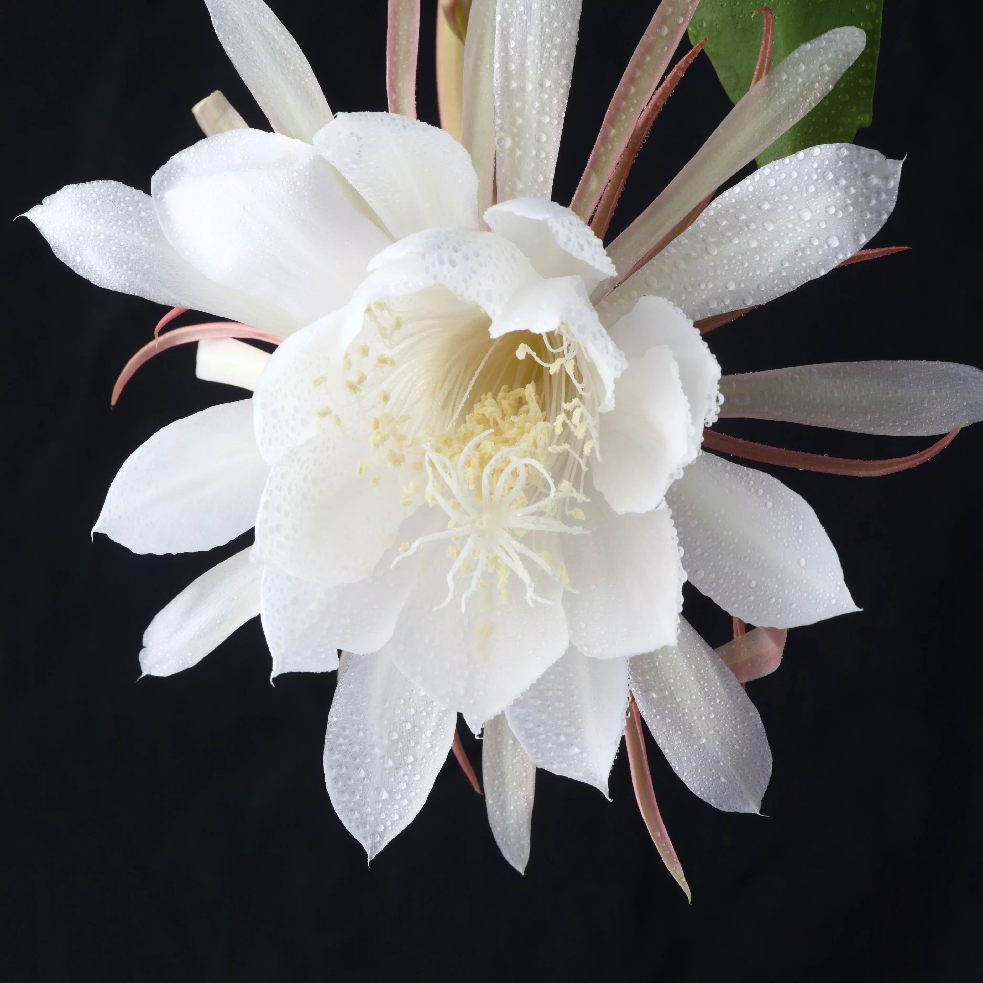 Epiphyllum - Orchid Cactus Queen of the Night (Fragrant) 2 Pack