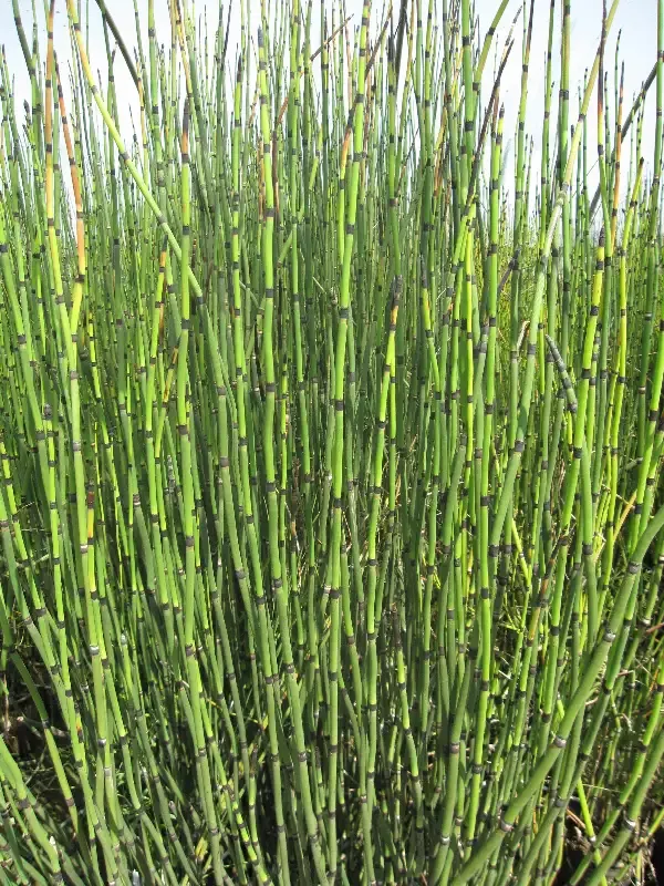Equisetum hymale "Horsetail Reed"