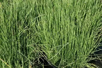 Equisetum scirpoides "Dwarf Horsetail"