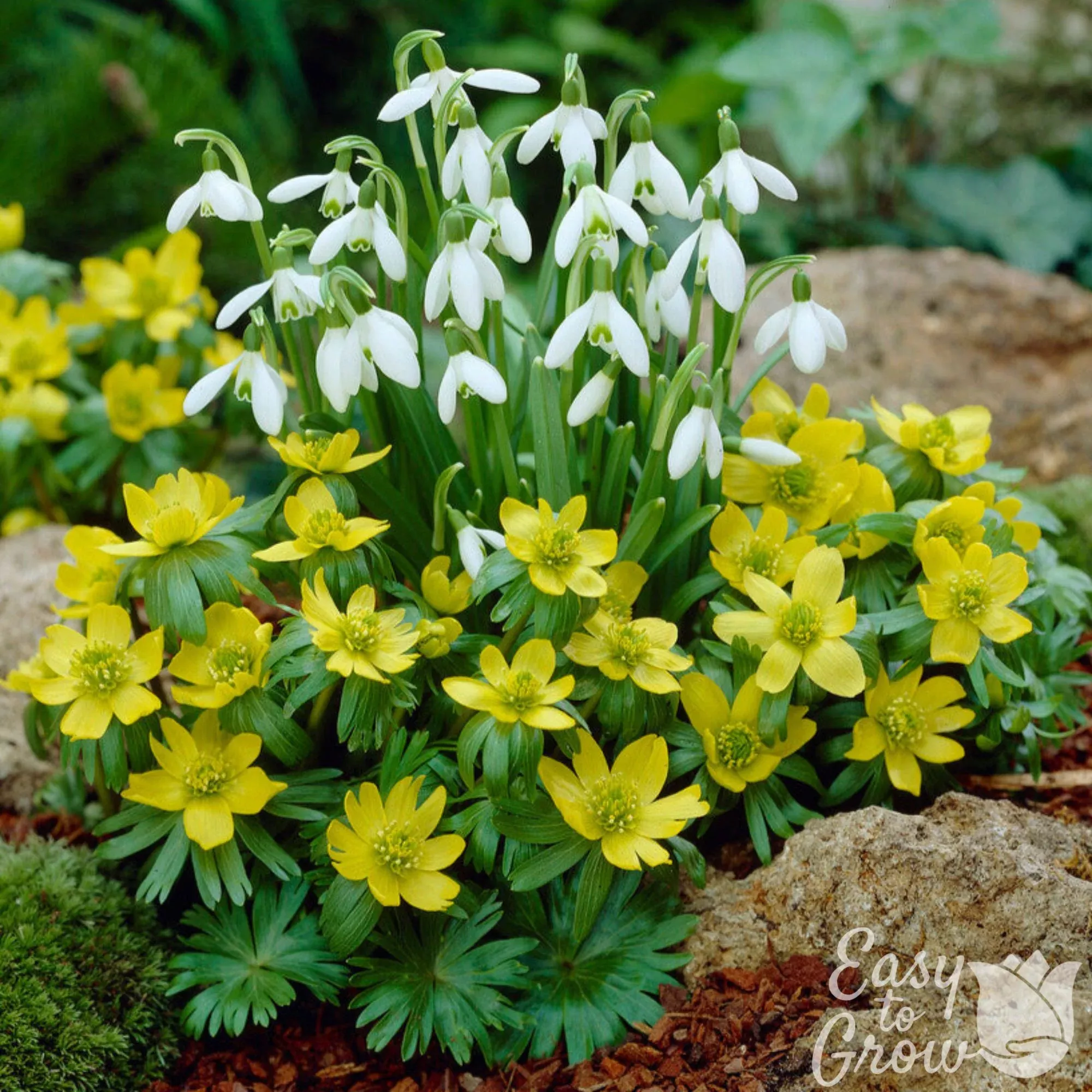 Eranthis & Galanthus - Winter's End Blend