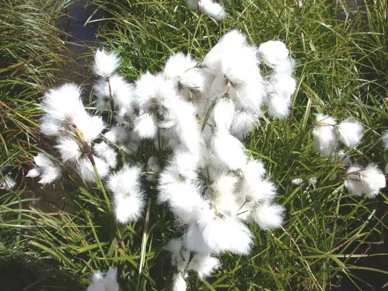 Eriophorum angustifolium "Cotton Grass"