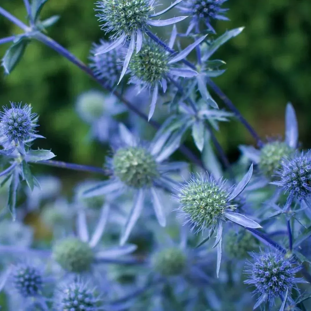 Eryngium 'Blue Cap'