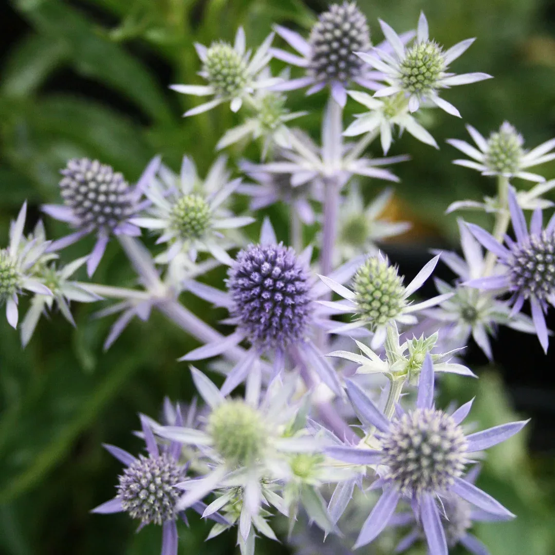 Eryngium 'Blue Hobbit'
